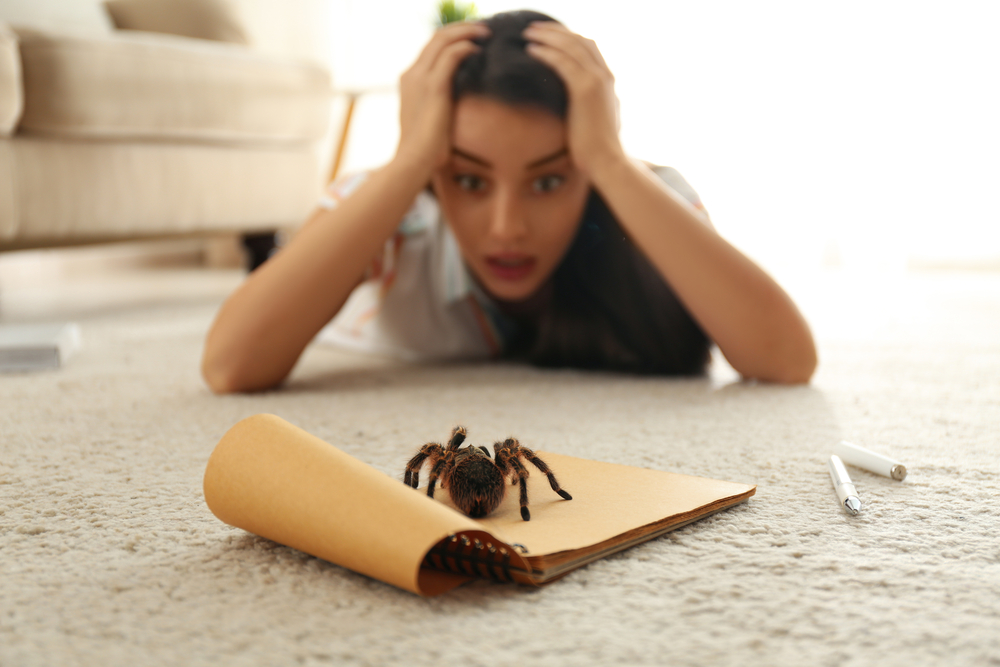 Strach z pavouků aneb co to o nás vypovídá 