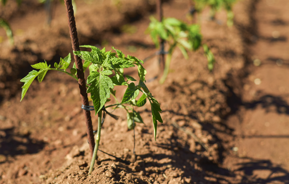 Co je to udržitelné zemědělství?