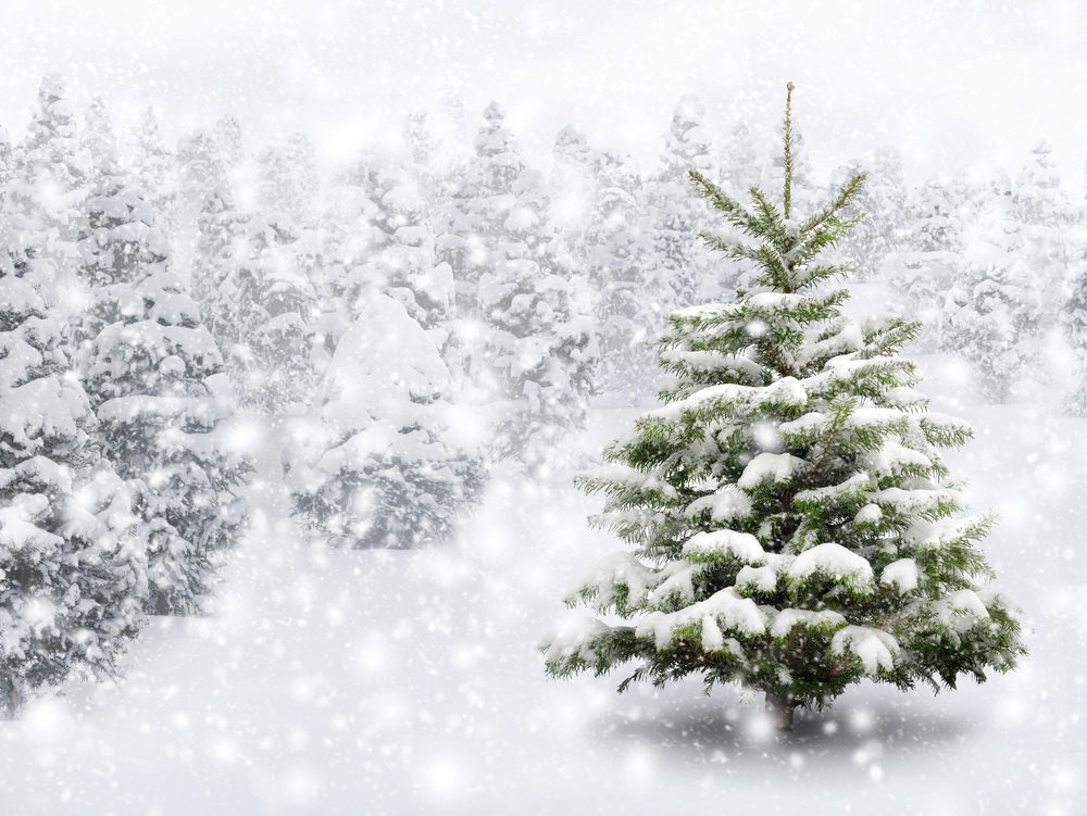 Chcete Vánoce oslavit s kvalitním vánočním stromečkem? Vyberte si ten český