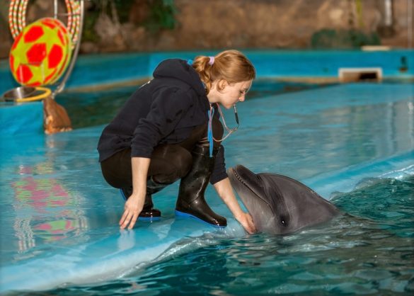 Podpůrná terapie pomocí delfínů