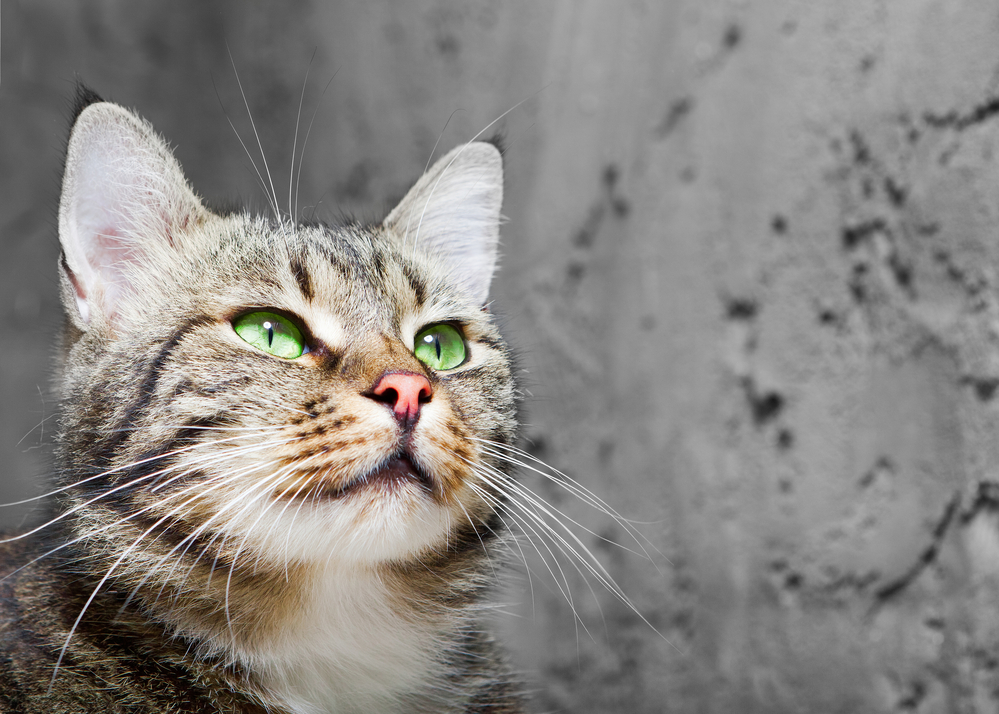 Felinoterapie aneb kočky léčitelky. Posvátné i zatracované