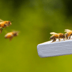 Včely nejsou jen výrobna medu