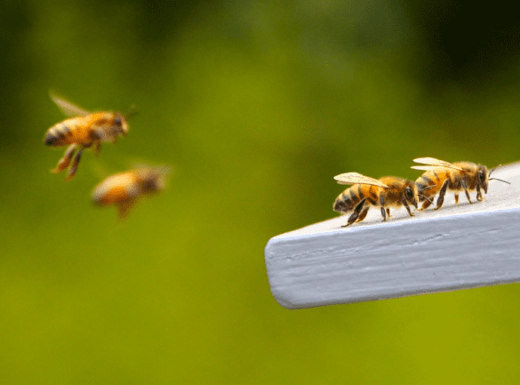 Včely nejsou jen výrobna medu