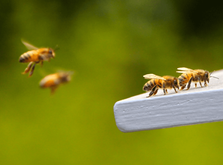 Včely nejsou jen na med. Závisí na nich dokonce i naše přežití