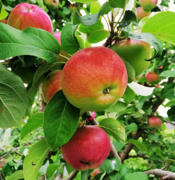Zdravotní přínosy jablek