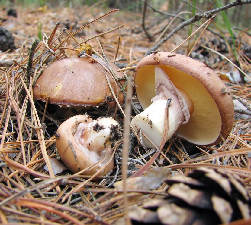 Lesní houby, chuťovka, která přináší hned několik zdravotních benefitů