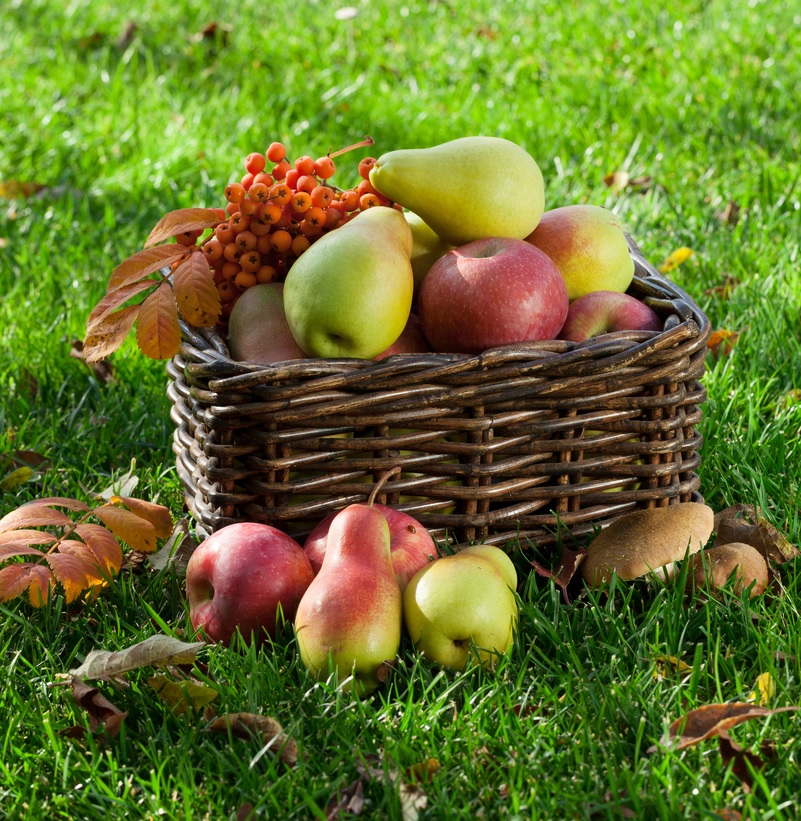 5 druhů ovoce, které zahrnout do podzimního a zimního jídelníčku