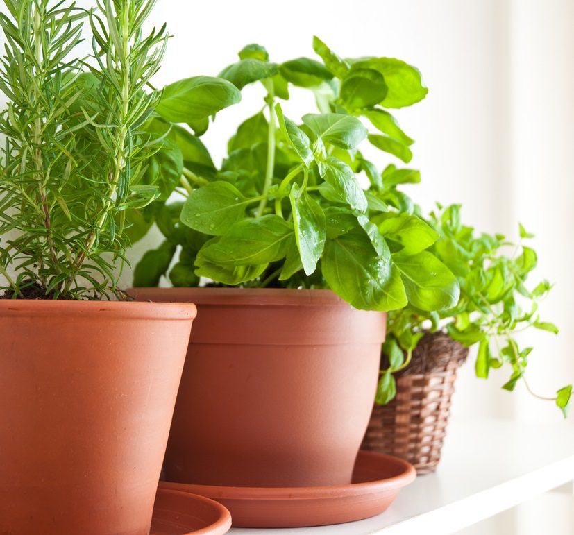 Proč doma pěstovat bylinky?