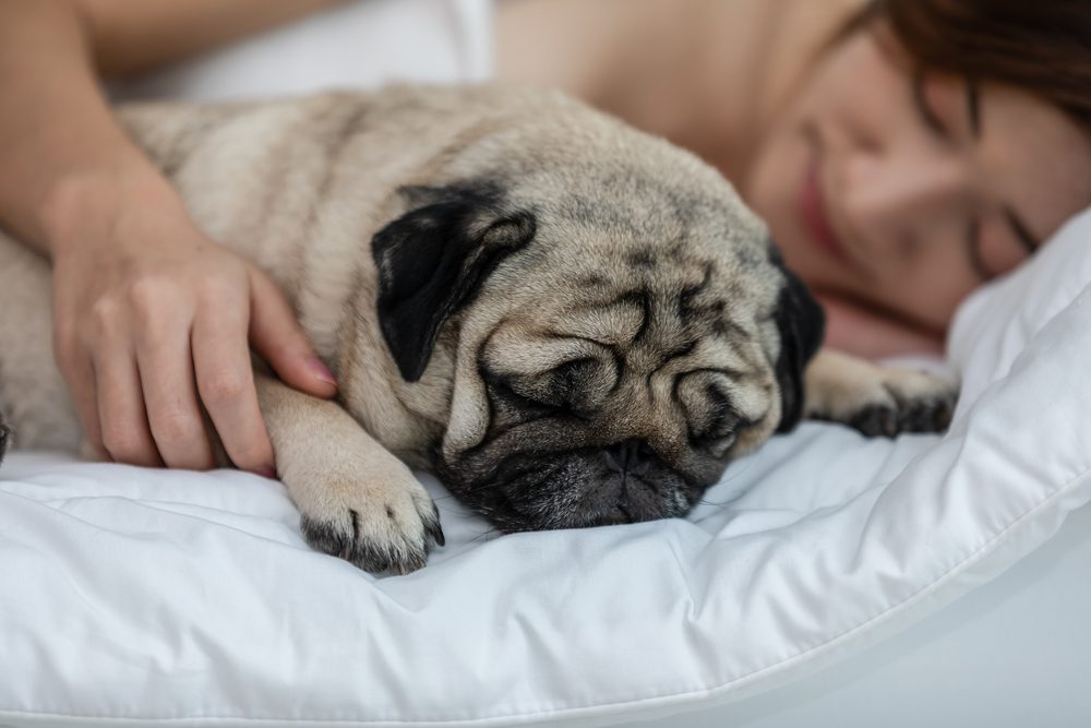 Výhody spaní se psem v posteli
