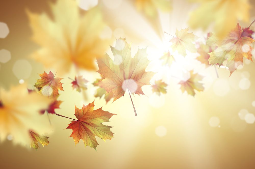 Krása podzimního listí: Výjimečnost barev a kreativní využití