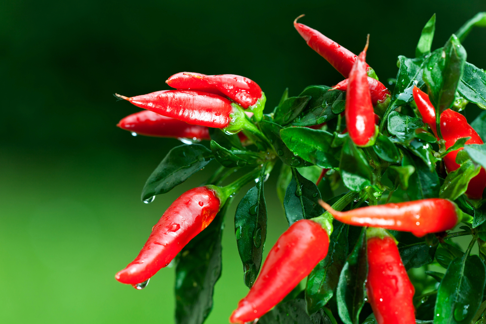 Zdravotní přínosy chilli
